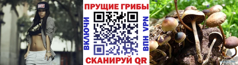 Псилоцибиновые грибы Psilocybe shop как зайти Каменка